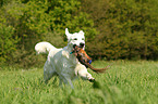 retrieving Golden Retriever