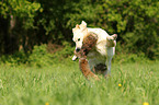 retrieving Golden Retriever