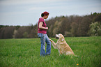Golden Retriever gives paw