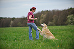 Golden Retriever gives paw