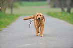 playing Golden Retriever