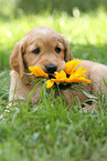 Golden Retriever Puppy