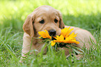 Golden Retriever Puppy