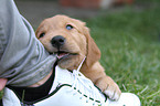 Golden Retriever Puppy