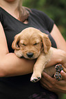 Golden Retriever Puppy