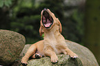 Golden Retriever Puppy