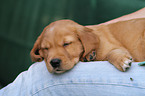 Golden Retriever Puppy
