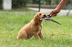 Golden Retriever Puppy