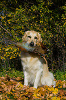 retrieving Golden Retriever