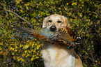 retrieving Golden Retriever