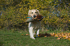 retrieving Golden Retriever