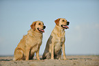 Labrador and Golden Retriever