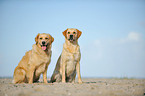 Labrador and Golden Retriever