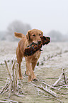 retrieving Golden Retriever