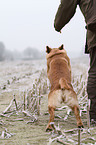 running Golden Retriever