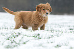 Golden Retriever Puppy