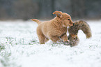 Golden Retriever Puppy