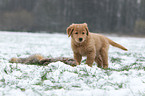 Golden Retriever Puppy