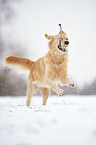 playing Golden Retriever