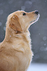 Golden Retriever Portrait