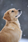 Golden Retriever Portrait