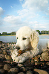 Golden Retriever Puppy