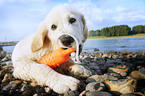 Golden Retriever Puppy