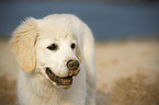 Golden Retriever Puppy