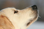 Golden Retriever nose