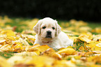 Golden Retriever Puppy