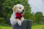 Golden Retriever Puppy