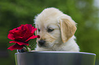 Golden Retriever Puppy