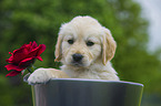 Golden Retriever Puppy