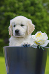 Golden Retriever Puppy