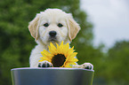 Golden Retriever Puppy