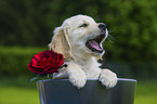 Golden Retriever Puppy