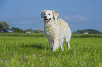 walking Golden Retriever