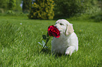 Golden Retriever Puppy