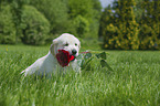 Golden Retriever Puppy