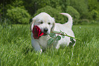 Golden Retriever Puppy