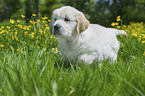 Golden Retriever Puppy