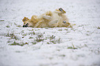 rolling Golden Retriever