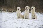 3 Golden Retrievers