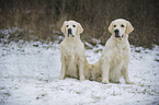 2 Golden Retrievers