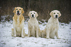 3 Golden Retrievers