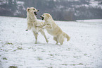 playing Golden Retriever