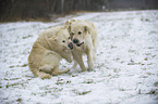 playing Golden Retriever