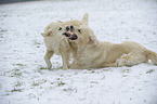 playing Golden Retriever