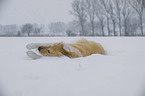 rolling Golden Retriever