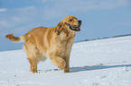 retrieving Golden Retriever